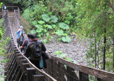 Ing Forestal 12 (2)