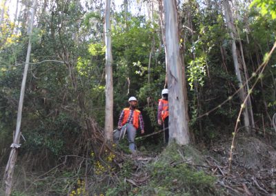 Ing-Forestal-10