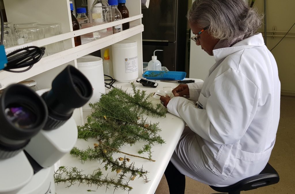 Investigadora responsable en Brasil de la Red Fabáceas Invasoras en Iberoamérica (RFII) destacó colaboración académica con la Facultad de Ciencias Forestales UdeC