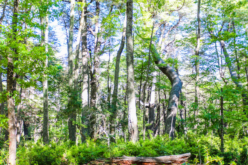 El Bosque Nativo Chileno: un patrimonio nacional con alta apreciación internacional