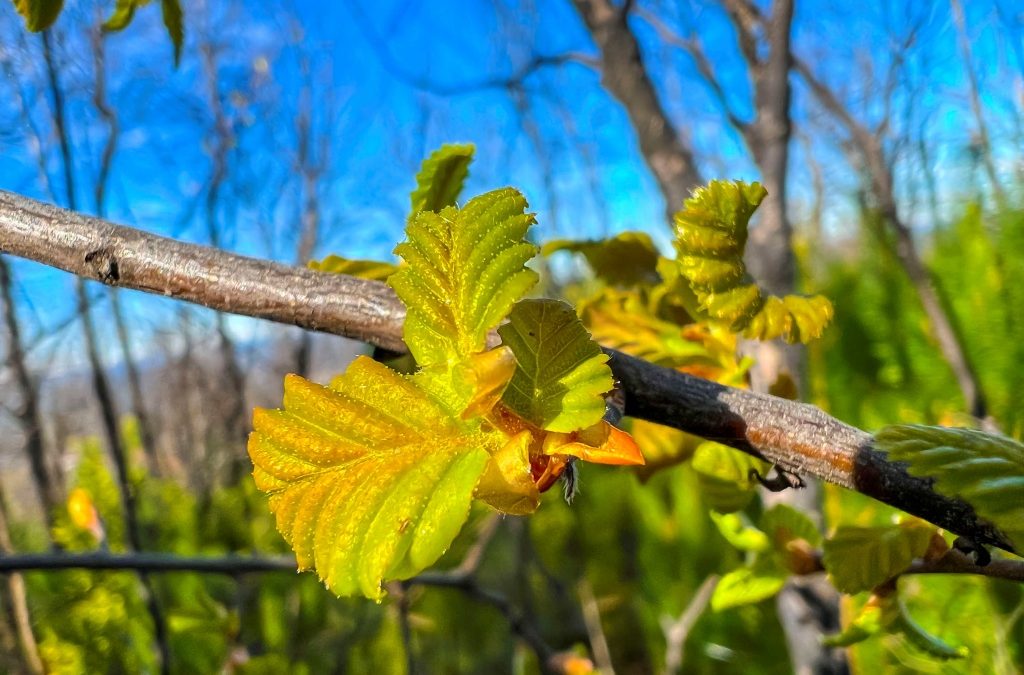 Universidad de Concepción se adjudica proyecto internacional para rescatar Nothofagus amenazados