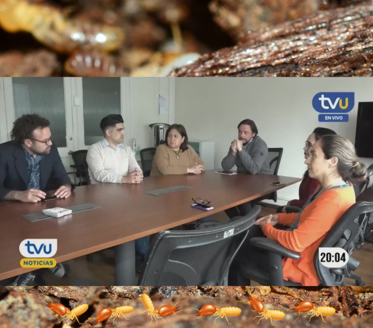 TVU – Desafíos Públicos,  investigadores UdeC combatirán plaga de termitas en Nacimiento